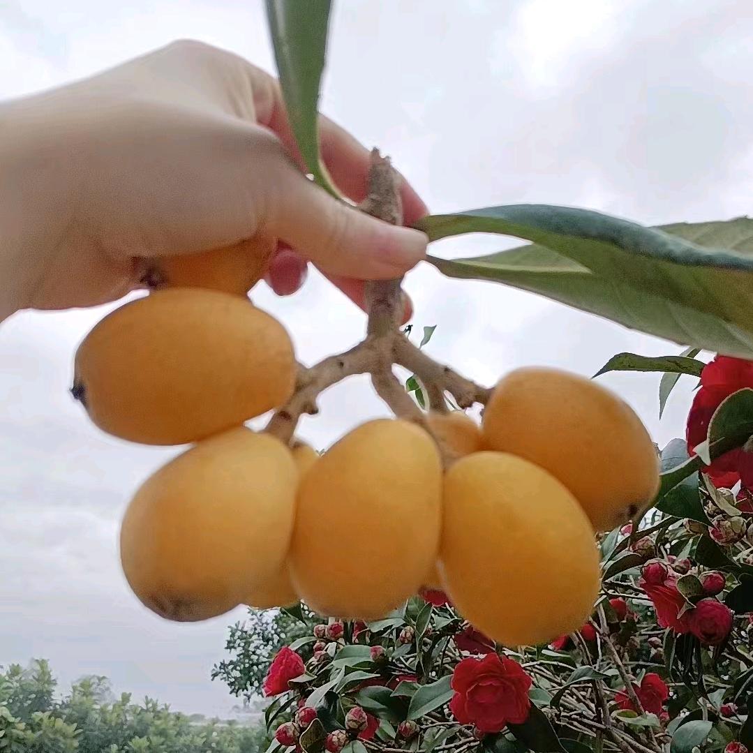 宠你可好