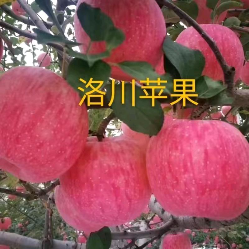 洛川苹果雷哥