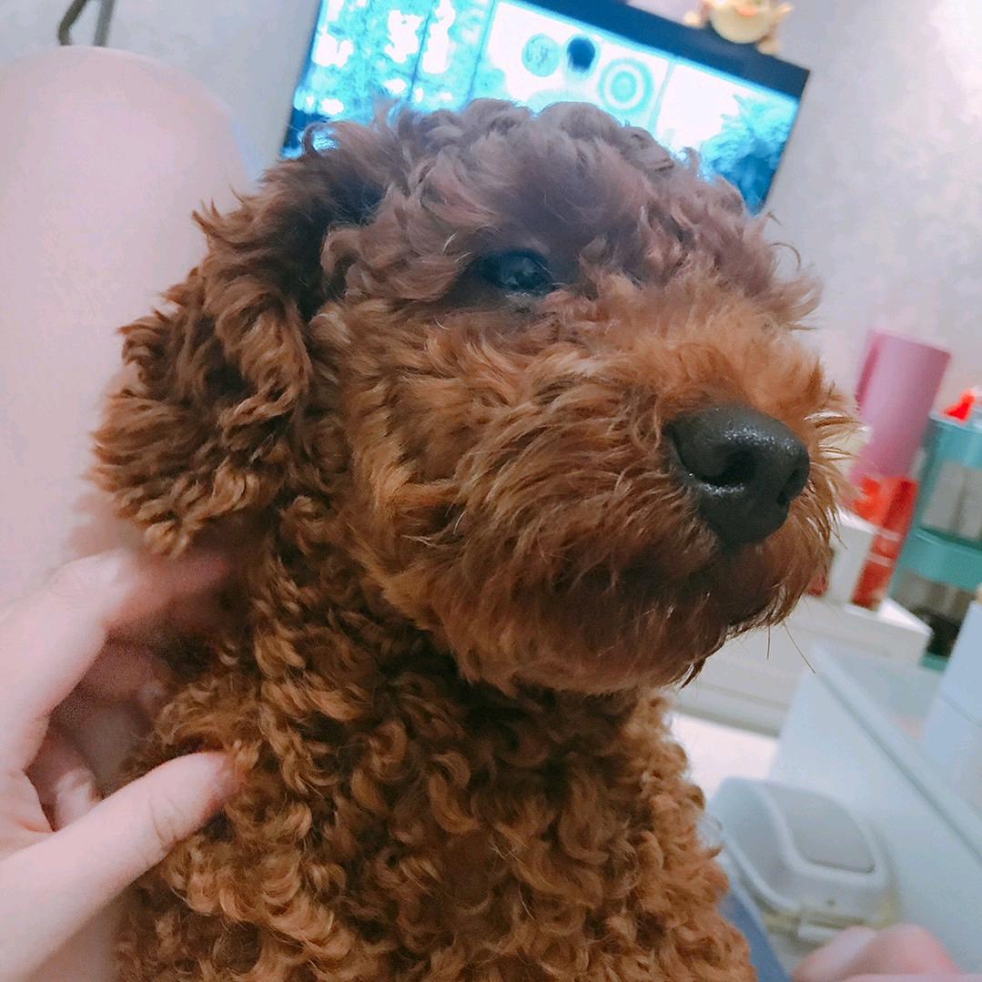 张小懒_