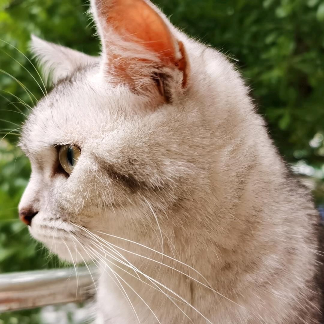 肥猫百货 （不断完善中）