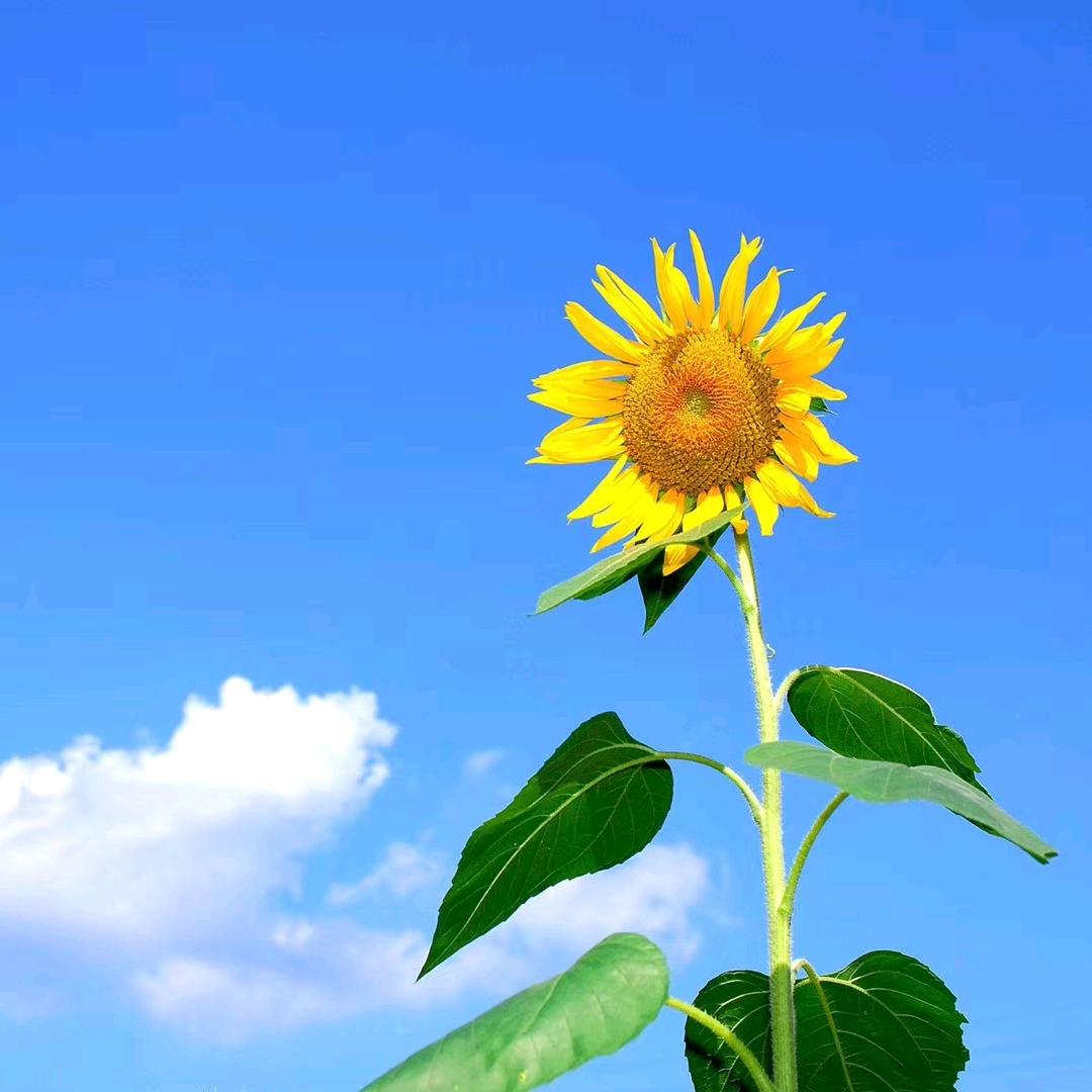@太阳花