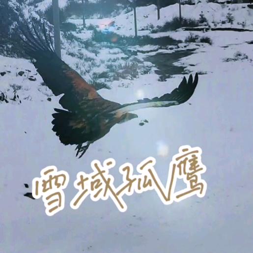 雪域孤鹰