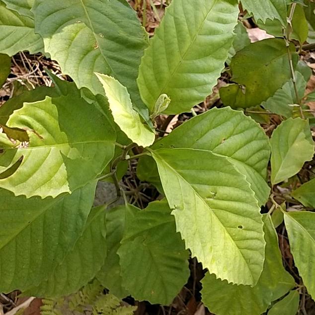 客家青草