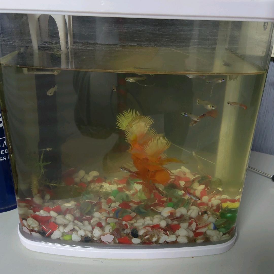 沧海一粟～盖