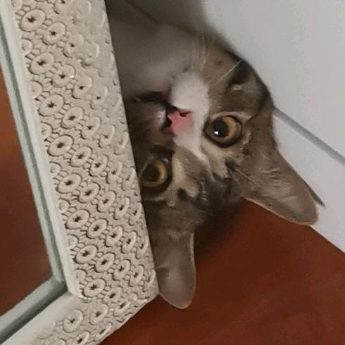 风中凌乱的猫条