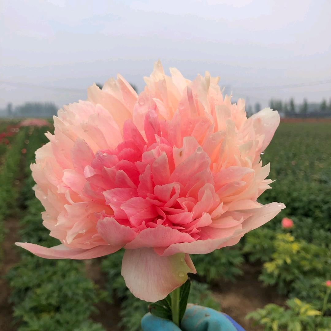 香槟芍药园艺