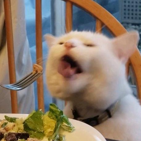迷因猫猫