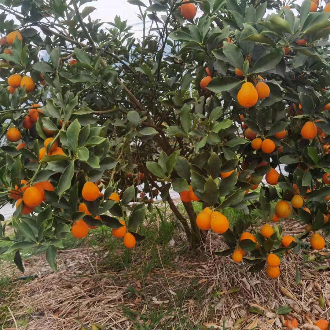 融安良哥脆蜜金桔 代采