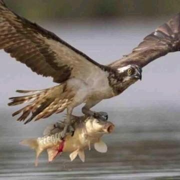 看海的人