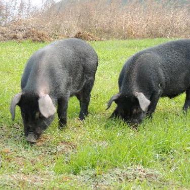 传统熟食养殖土猪