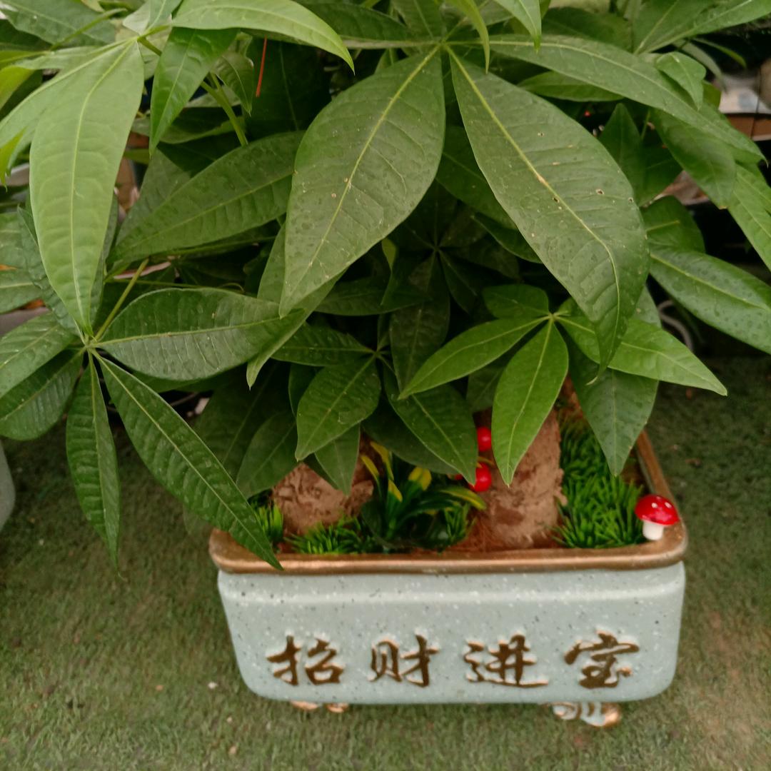 花满人间