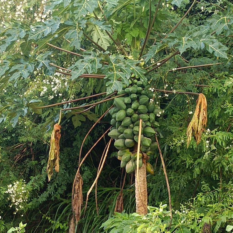 闯天涯
