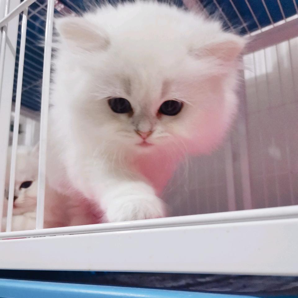 诚信 宠物猫咪