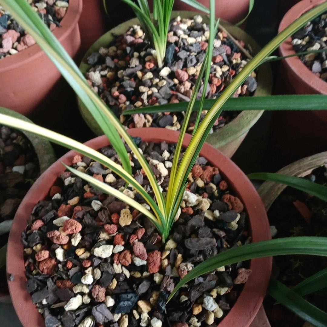 随县殷店镇圆满花卉种植基地