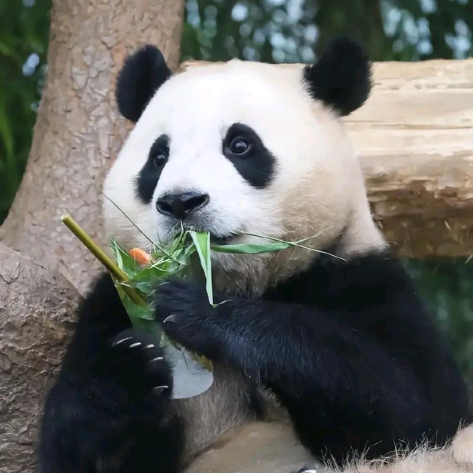 糖福芦
