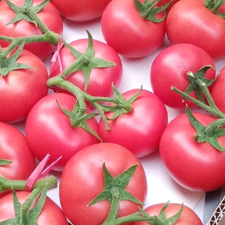 德州临邑代收西红柿\哈密瓜🍅