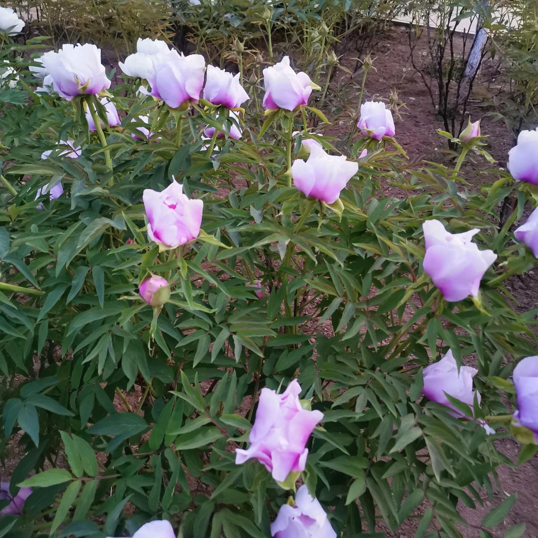 祥和