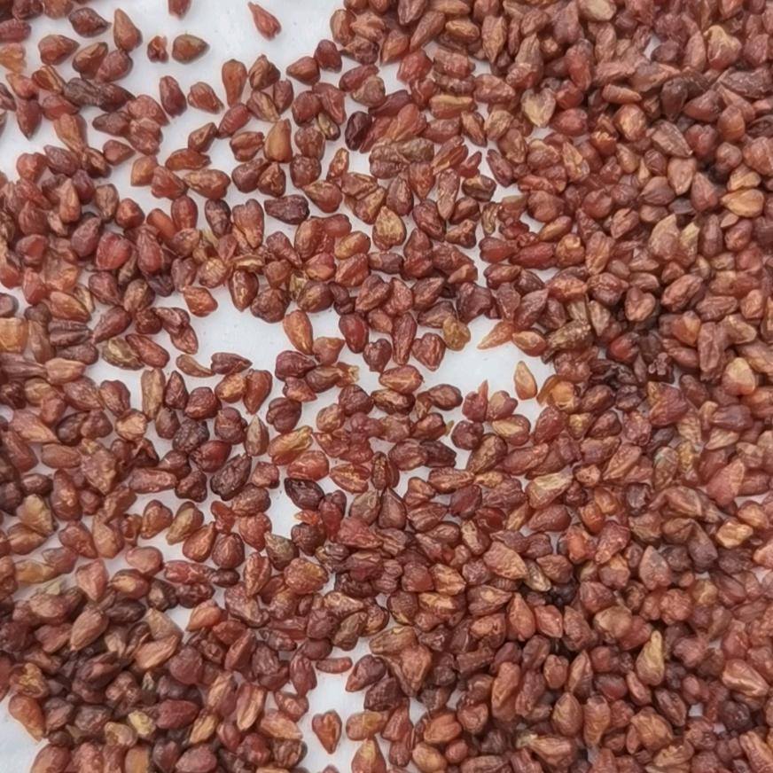 苦荞茶苦荞壳大麦茶决明子玄米茶