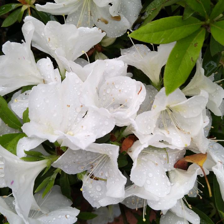 秋殇