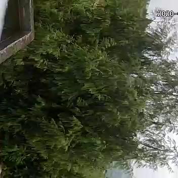 老王