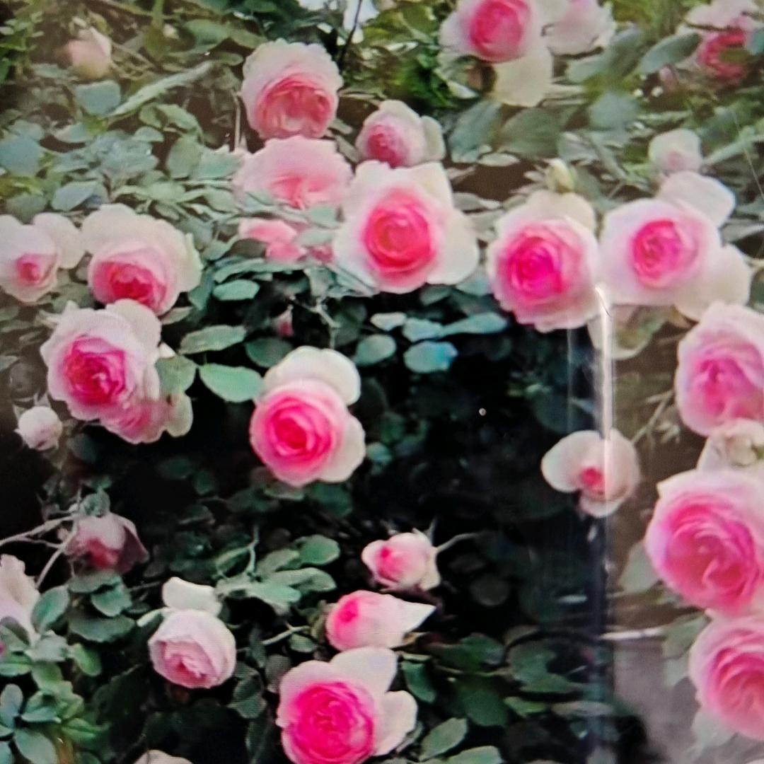 柚子蜜茶