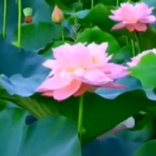 幸福快乐每一天