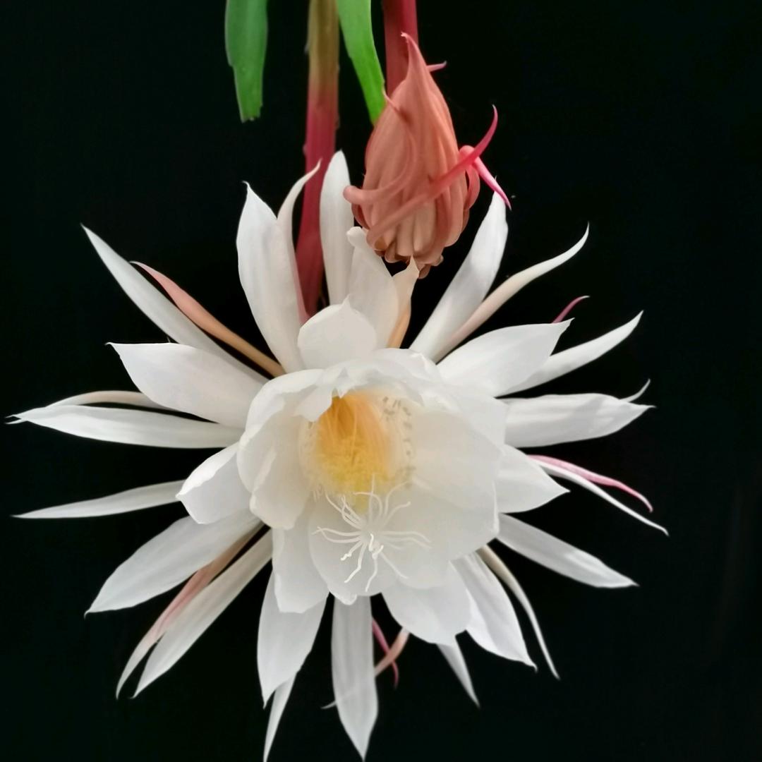 玉雯昙花