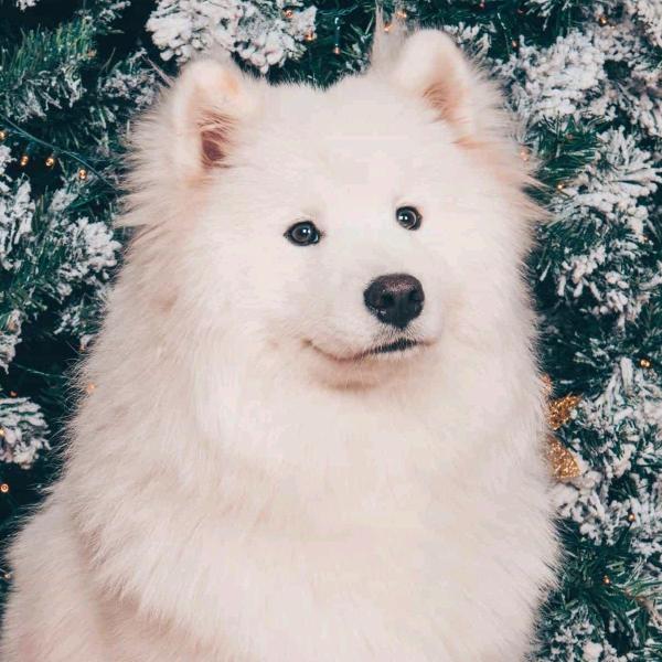 不是一般皮的皮（退网100%）