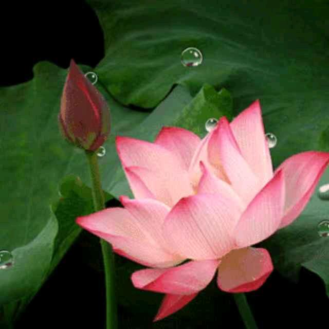 顺其自然🌸