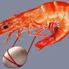 扯蛋哥哥
