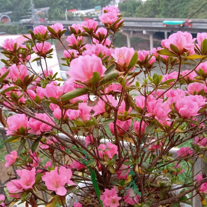 花朵