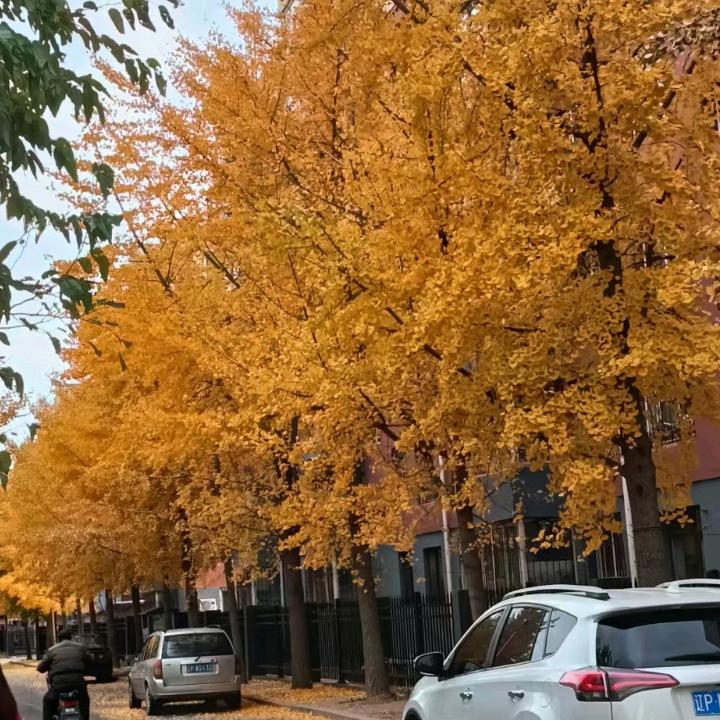 小杨