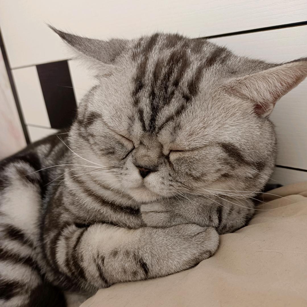 不会取名字的铲屎官