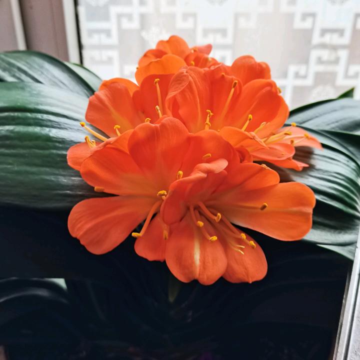 号角