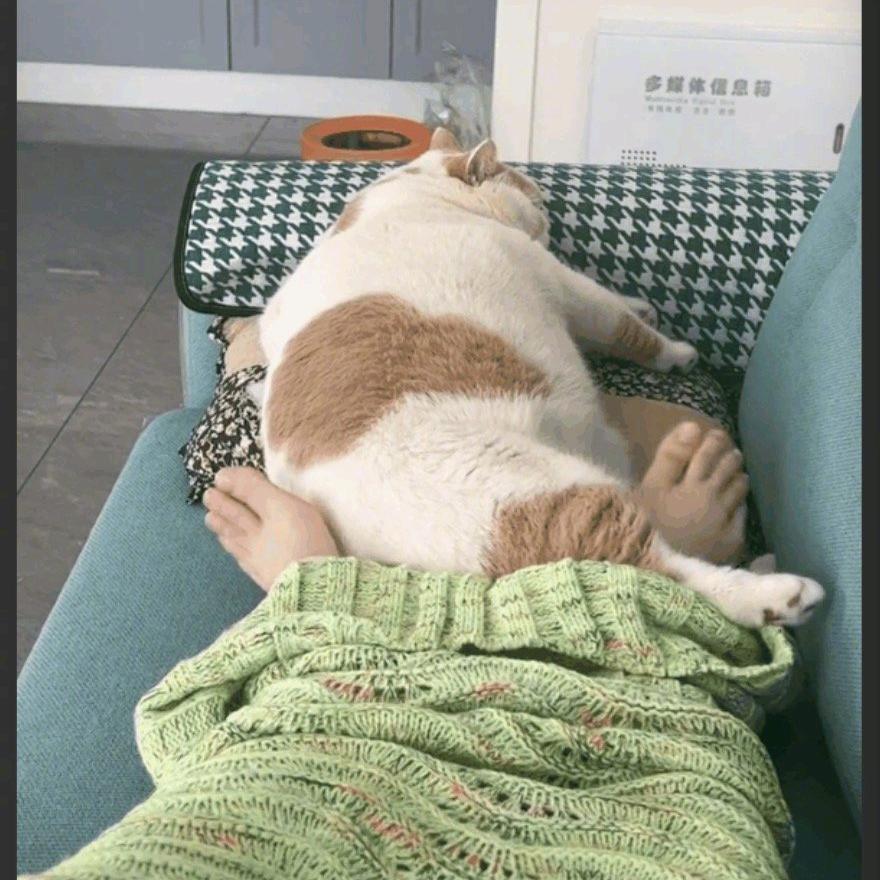 比奇堡爱睡觉鱼