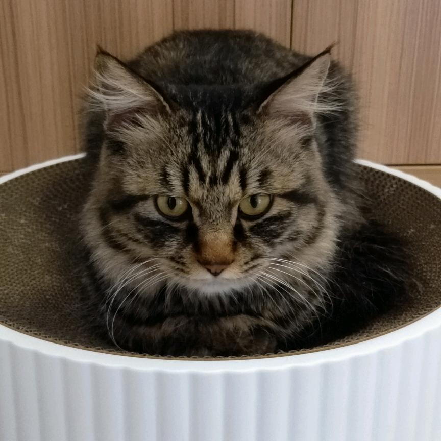 香姐