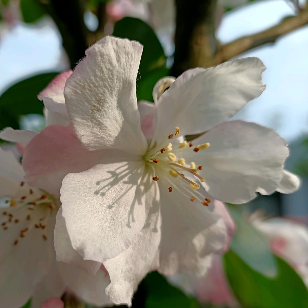 蜜糕