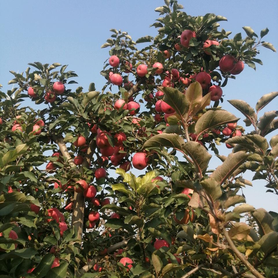 于树云苹果採摘园