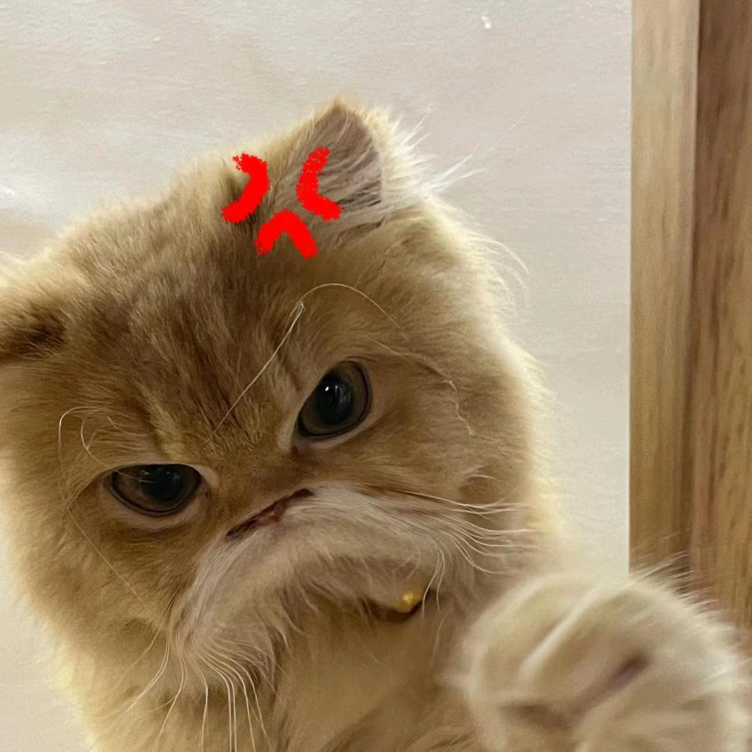 猫咖老板智诱流浪猫