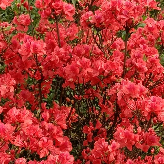 知足常乐全家旺