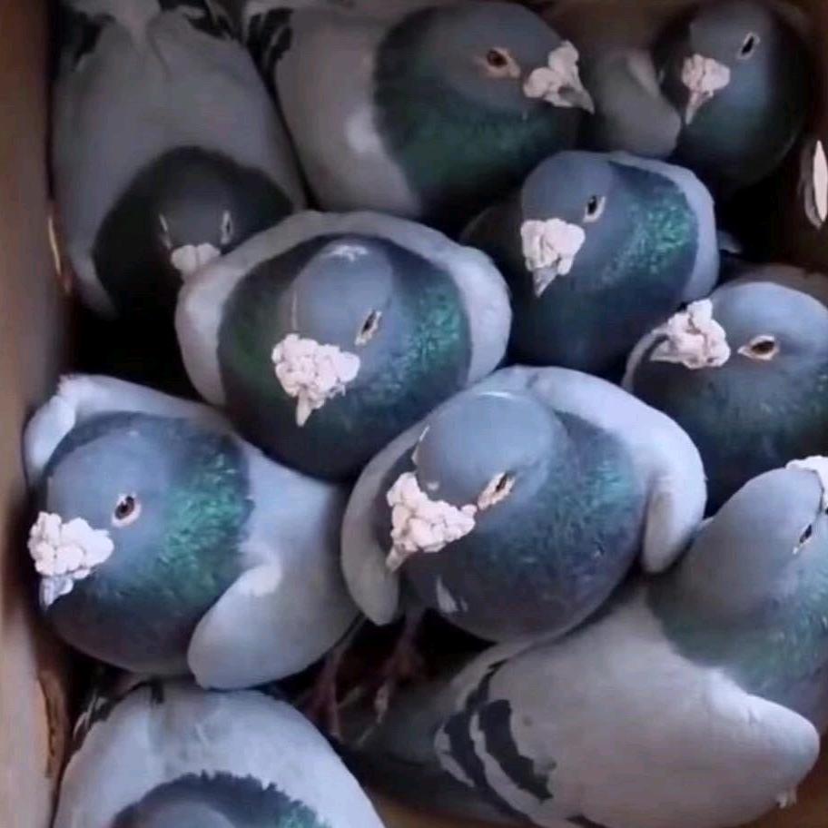 鸽奴炖鸽《劉》