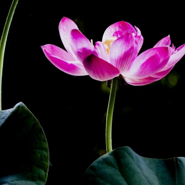 阿花