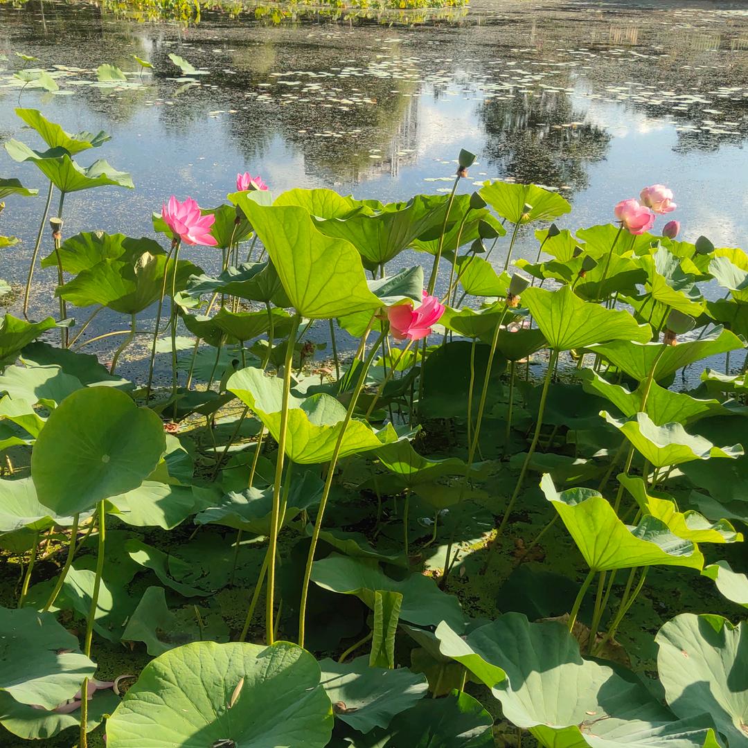 顺其自然凸( •̀_•́ )凸