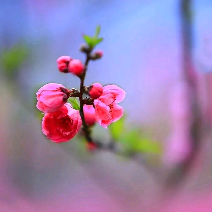 春暖花开