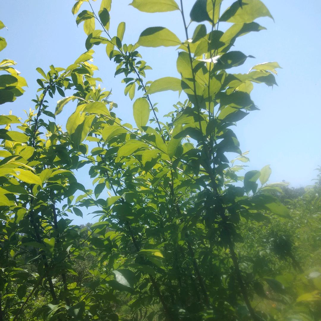 蓝天装修材料