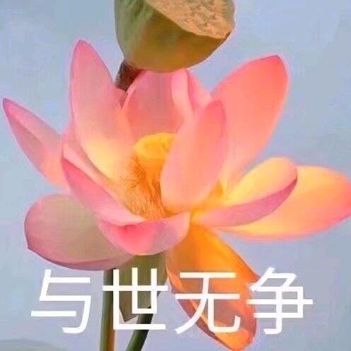 阳仔不会咩咩叫