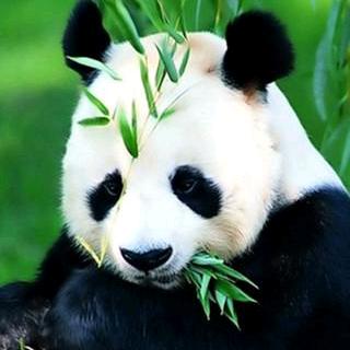 动物世界