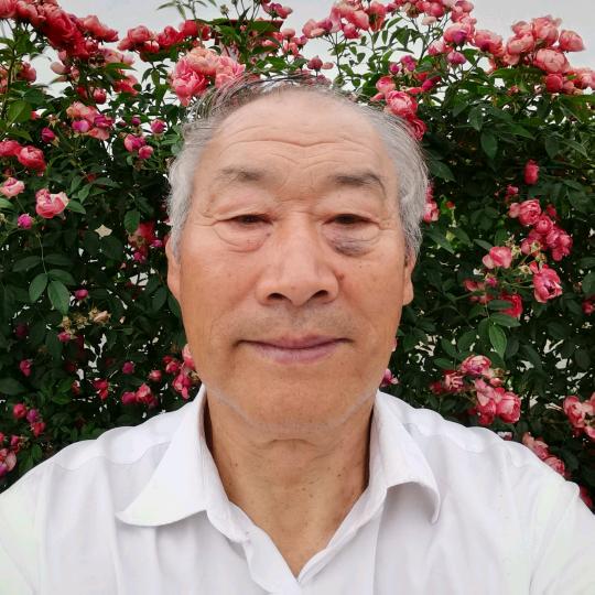 不老松