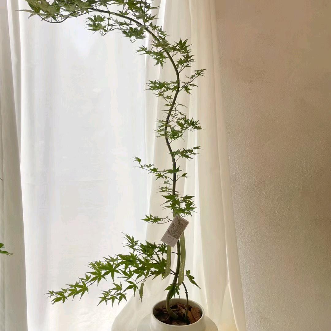 锦荣花卉市场(春天里花卉馆)
