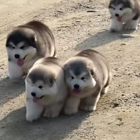 颜汐家小炒